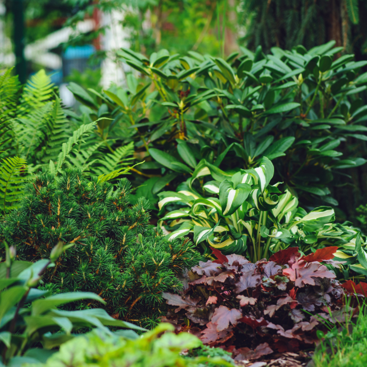 Vaste planten kopen? Kom naar tuincentrum Schmitz in Vlodrop, nabij Roermond! Vaste planten kopen? Kom naar tuincentrum Schmitz in Vlodrop, nabij Roermond!
