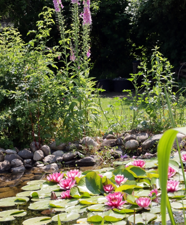Alles voor de vijver koopt u natuurlijk bij tuincentrum Schmitz!