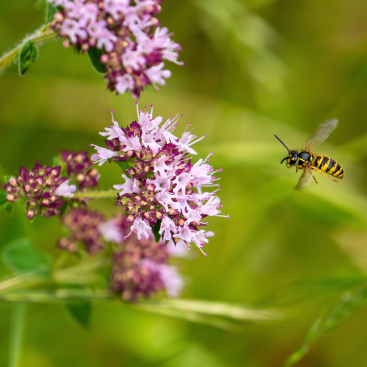 Wild & inheems: vaste planten kopen? Kom naar tuincentrum Schmitz in Vlodrop, nabij Roermond! Wild & inheems: vaste planten kopen? Kom naar tuincentrum Schmitz in Vlodrop, nabij Roermond!