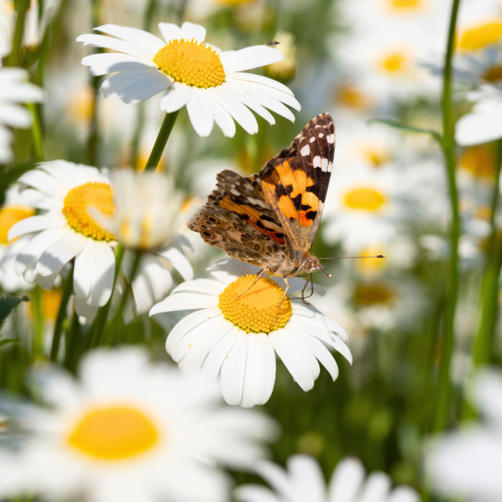Wild & inheems: vaste planten kopen? Kom naar tuincentrum Schmitz in Vlodrop, nabij Roermond! Wild & inheems: vaste planten kopen? Kom naar tuincentrum Schmitz in Vlodrop, nabij Roermond!
