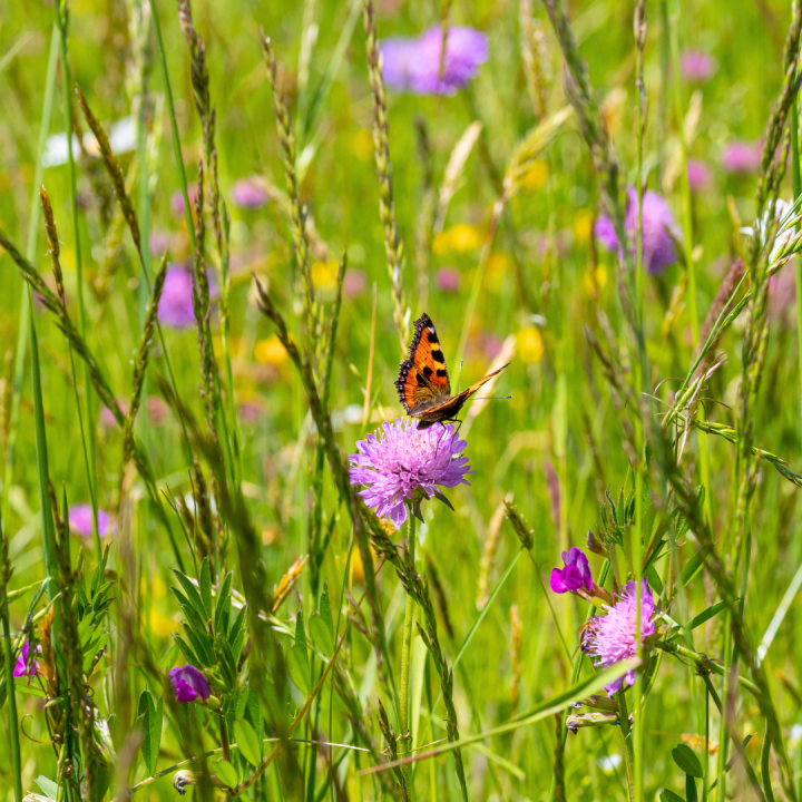 Wild & inheems: vaste planten kopen? Kom naar tuincentrum Schmitz in Vlodrop, nabij Roermond! Wild & inheems: vaste planten kopen? Kom naar tuincentrum Schmitz in Vlodrop, nabij Roermond!