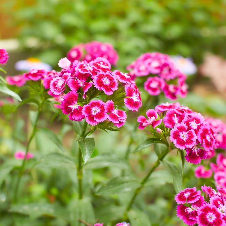 Wild & inheems: vaste planten kopen? Kom naar tuincentrum Schmitz in Vlodrop, nabij Roermond! Wild & inheems: vaste planten kopen? Kom naar tuincentrum Schmitz in Vlodrop, nabij Roermond!