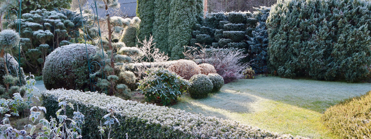 Winterharte Gartenpflanzen: ein grüner Garten das ganze Jahr über