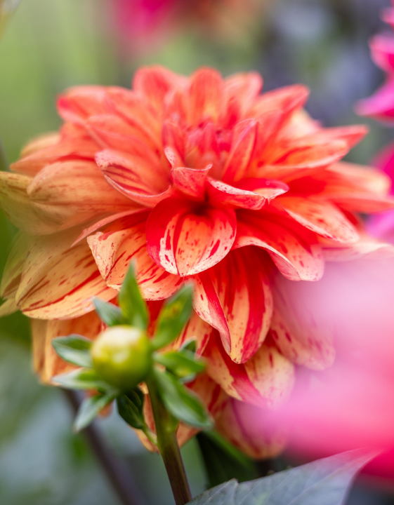 Shop alles voor de tuin, inclusief bloembollen, bij tuincentrum Schmitz in Vlodrop, nabij Roermond!