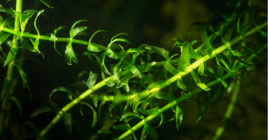 Elodea