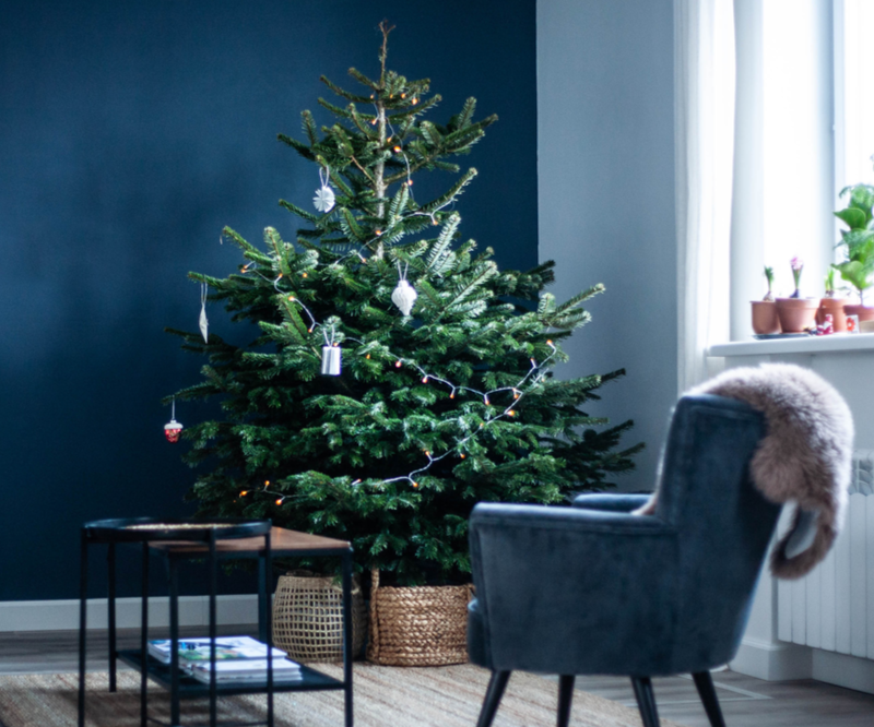 Kerstboom kopen | Tuincentrum Schmitz