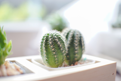 cactus of vetplant kopen in vlodrop cactus of vetplant kopen