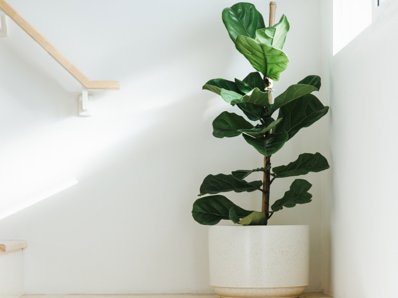 Luchtzuiverende planten kopen | Tuincentrum Schmitz