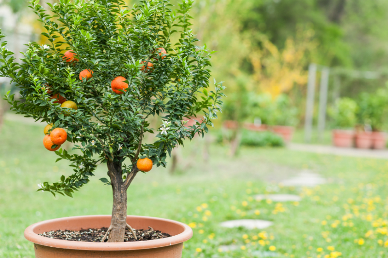 tuinplanten limburg