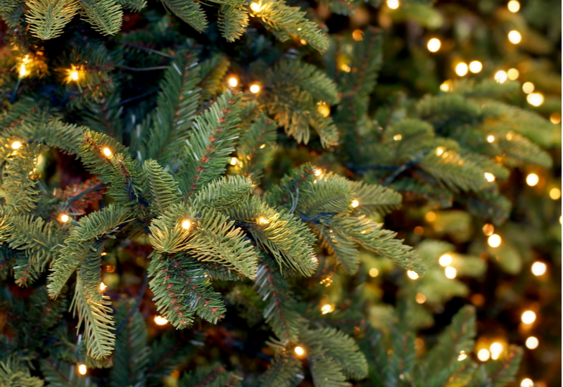 Kerstbomen in Limburg Tuincentrum - Schmitz