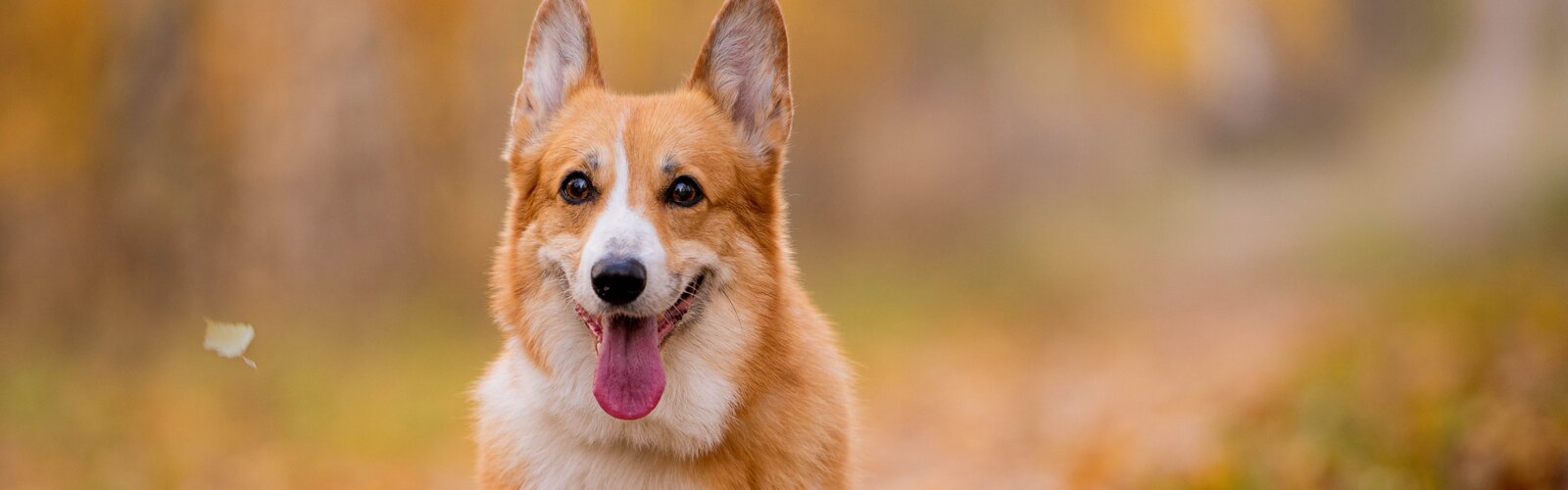 Dierendag: 4 oktober