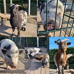 Dagelijks: Kinderboerderij