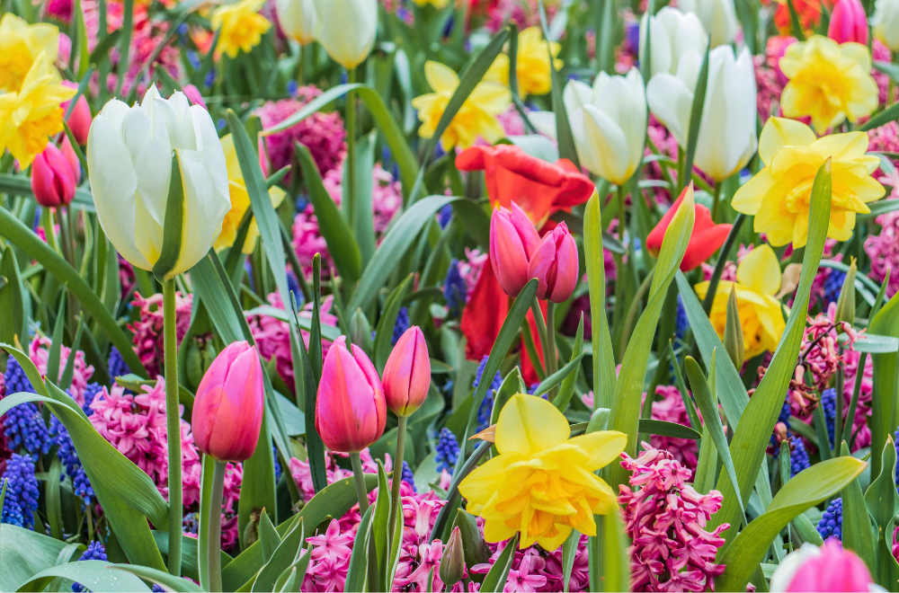 De lente plant je in het najaar