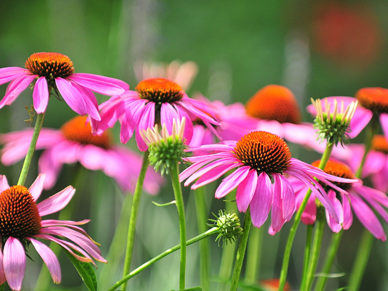 Fleur & kleur in de tuin