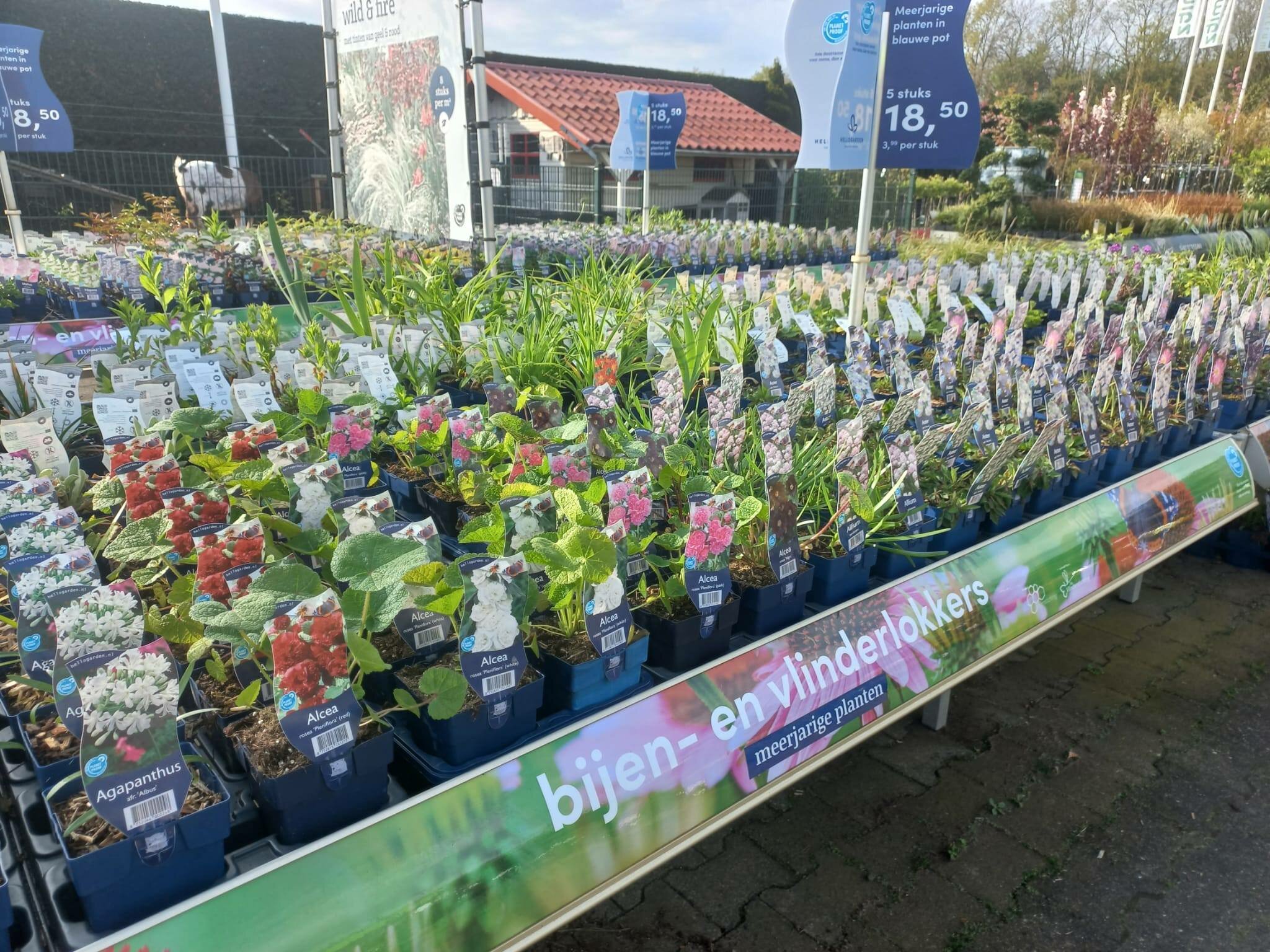 Planten: van eenjarig tot vast!