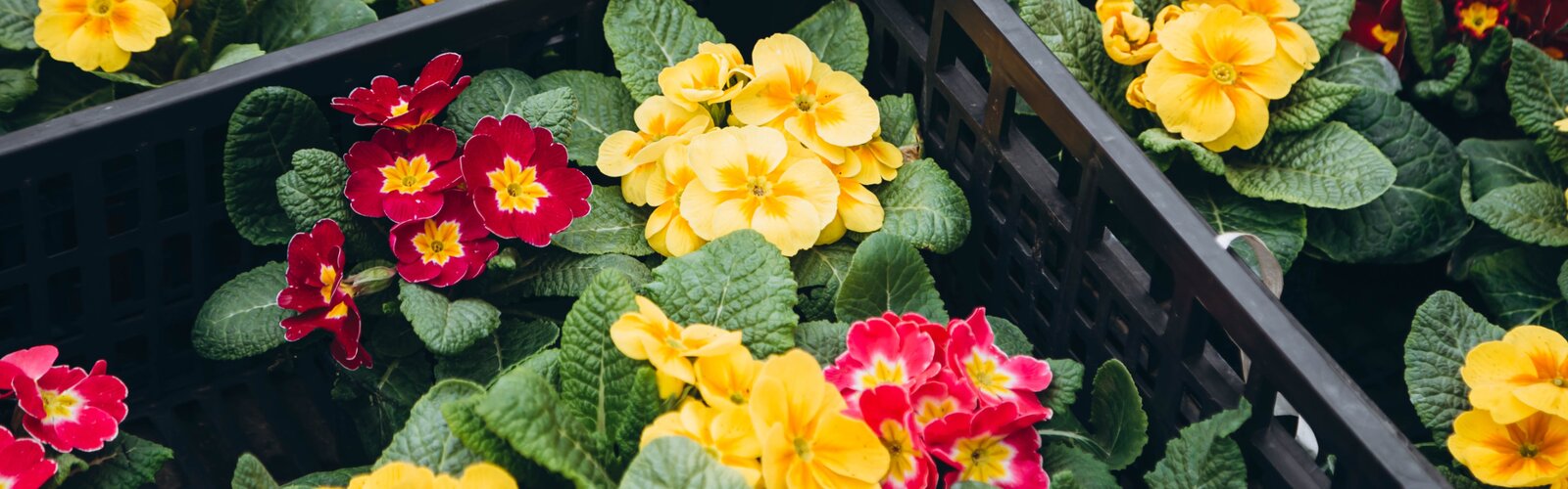 AFTELLEN TOT DE LENTE