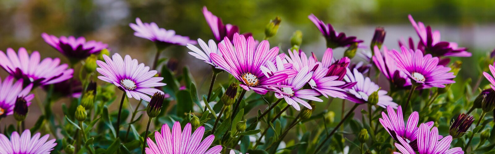 HOERA, HET IS LENTE!