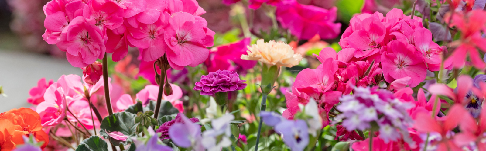 TUINPLANTEN