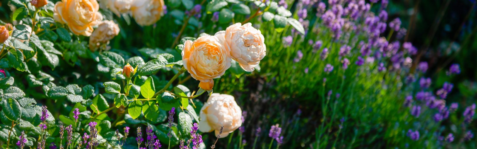 TUINPLANTEN