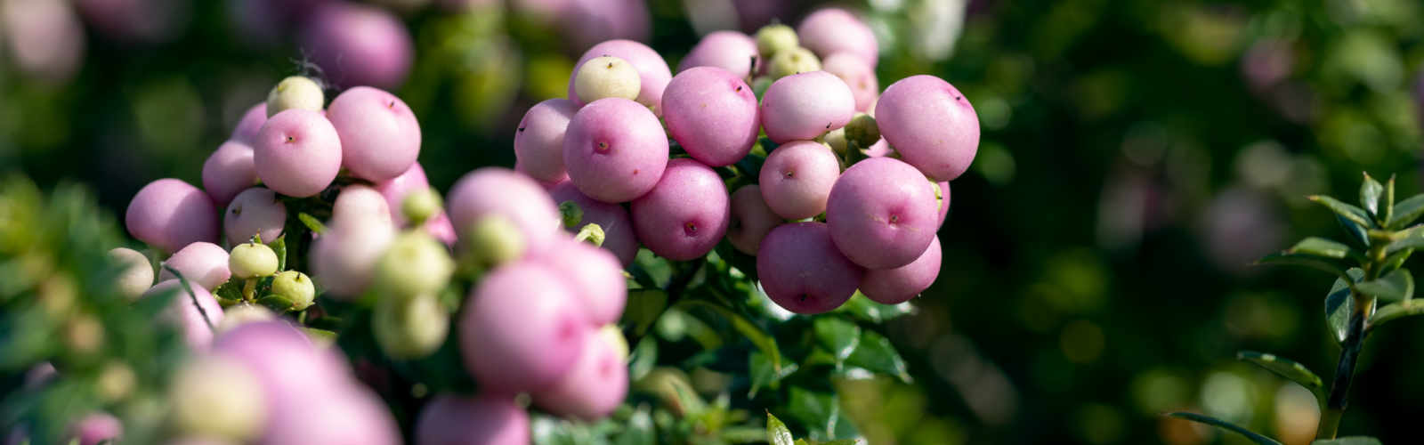 TUINPLANTEN