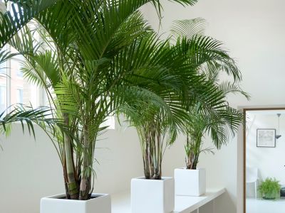 Goudpalm: Woonplant van de maand februari 2020