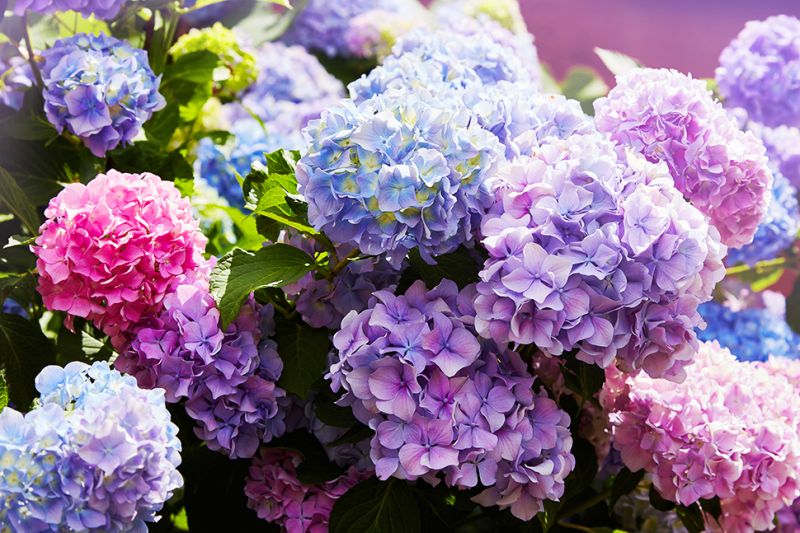 Ijzig mouw Kruiden Hortensia - tuinplant van dit moment - Tuincentrum Schmitz