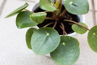 Planten die geluk brengen op ongelukkige dagen