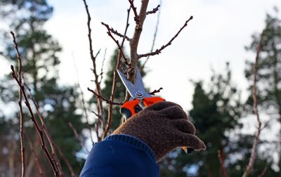 Snoeien en stekken in het nieuwe jaar