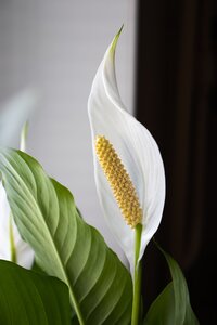 Top 3 kamerplanten voor de slaapkamer