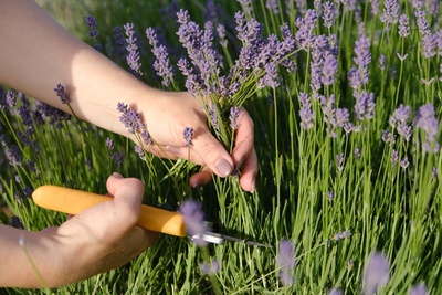 Tuin- en balkontips voor augustus