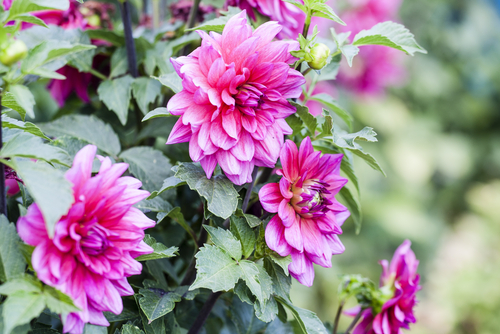 Planten kopen in Limburg doet u natuurlijk bij Tuincentrum Schmitz