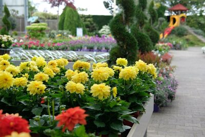 Onze b(l)oeiende tuinplanten