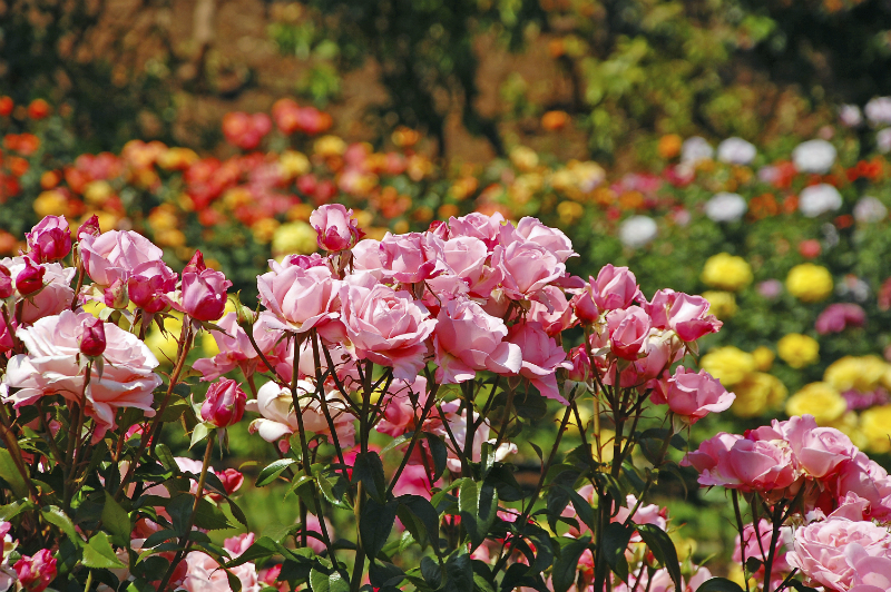 tuinplanten limburg