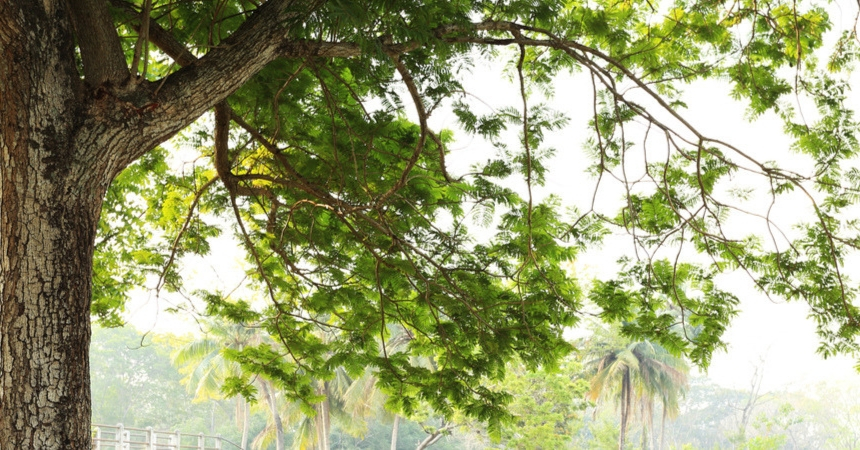 bomen, heesters en coniferen naar Tuincentrum Schmitz