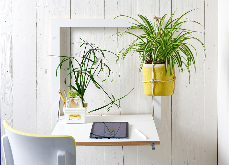 Trendy planten kopen | Tuincentrum Schmitz