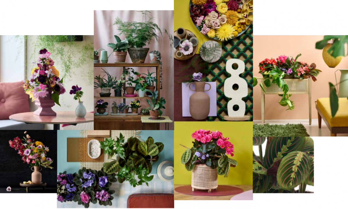 Trendy planten kopen | Tuincentrum Schmitz