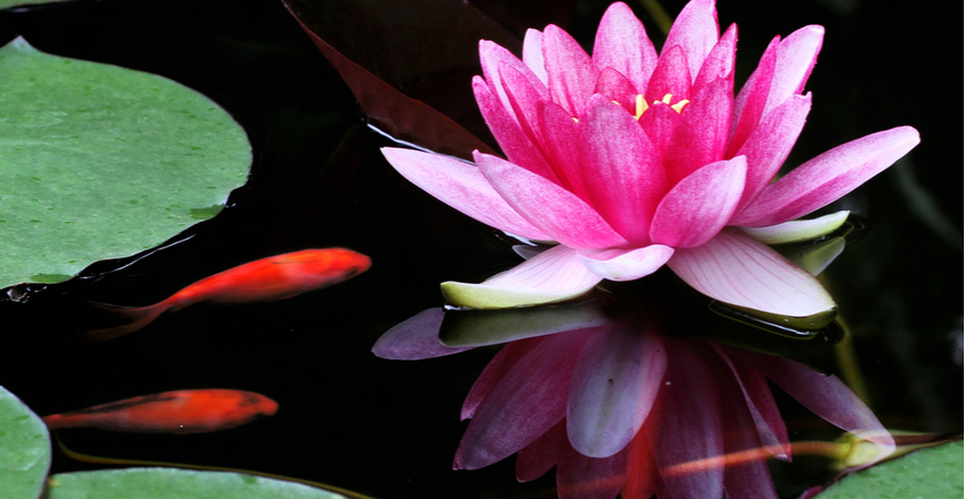 waterplanten voor de vijver kopen