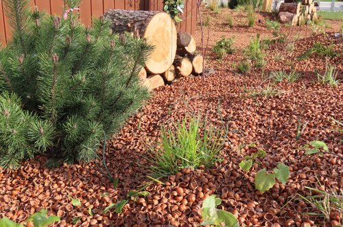 20 ltr - Hazelnootdoppen - afbeelding 2