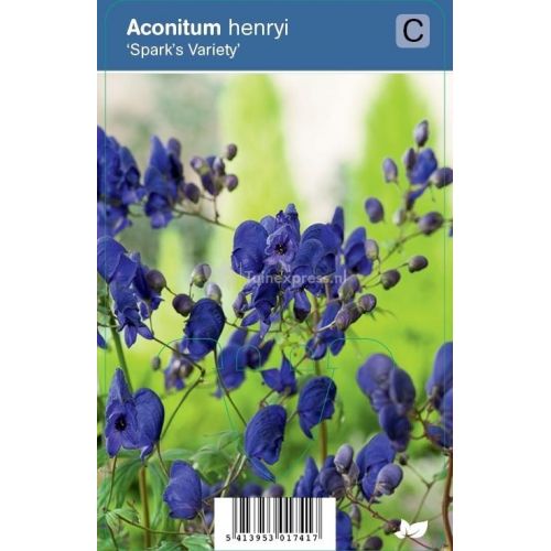Aconitum henryi Sparks Variety P9
