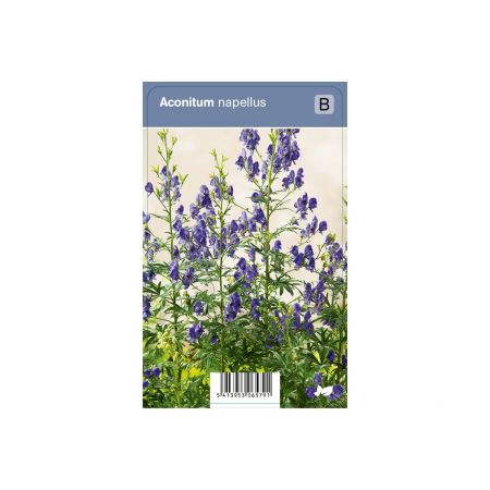 Aconitum napellus P9