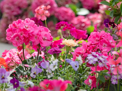 Actuele tuinplanten - Aktuelle Pflanzen