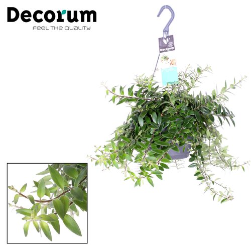 Aeschynanthus Caroline