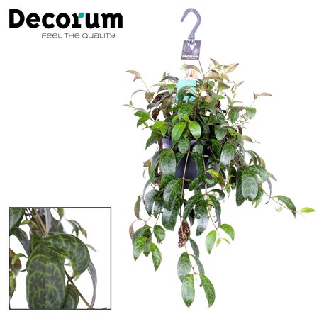Aeschynanthus marmoratus