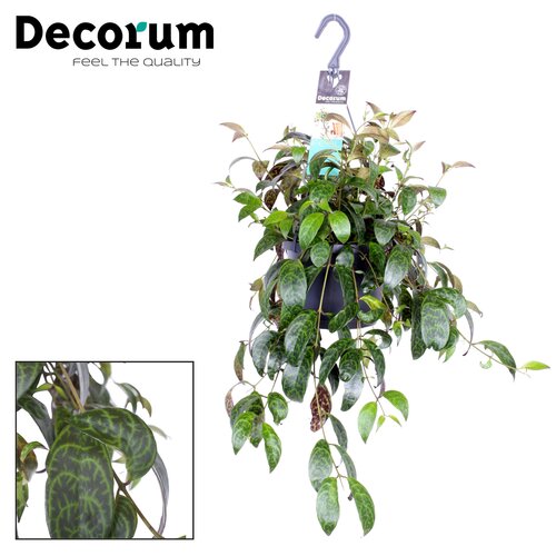 Aeschynanthus marmoratus