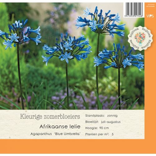 Agapanthus Blue Umbrella   P9