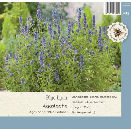 Agastache Blue Fortune  P9