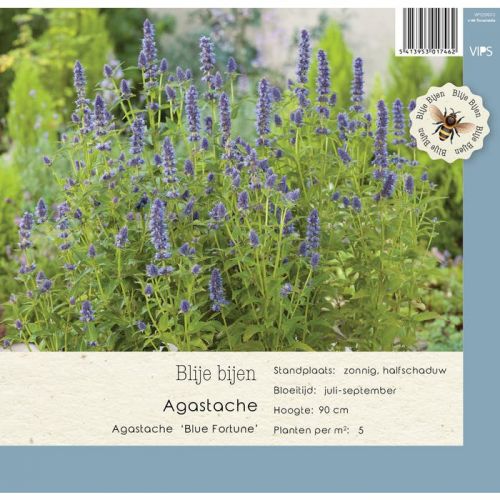 Agastache Blue Fortune  P9