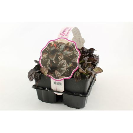 Ajuga reptans Atropurpurea 6-PACK