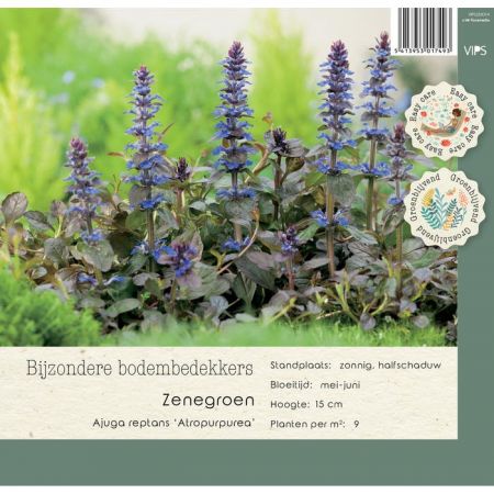 Ajuga reptans Atropurpurea p9