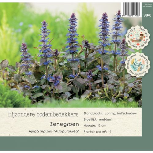 Ajuga reptans Atropurpurea p9